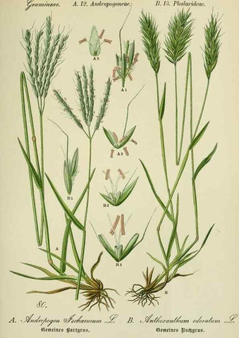 Reproducción/Reproduction 7845336612: Flora von Deutschland, Österreich und der Schweiz.. Gera,Zezschwitz,1903-