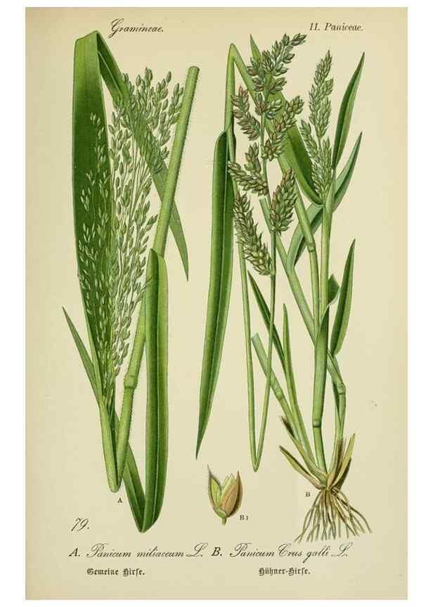 Reproducción/Reproduction 7845335382: Flora von Deutschland, Österreich und der Schweiz.. Gera,Zezschwitz,1903-