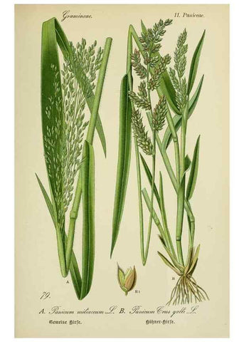 Reproducción/Reproduction 7845335382: Flora von Deutschland, Österreich und der Schweiz.. Gera,Zezschwitz,1903-