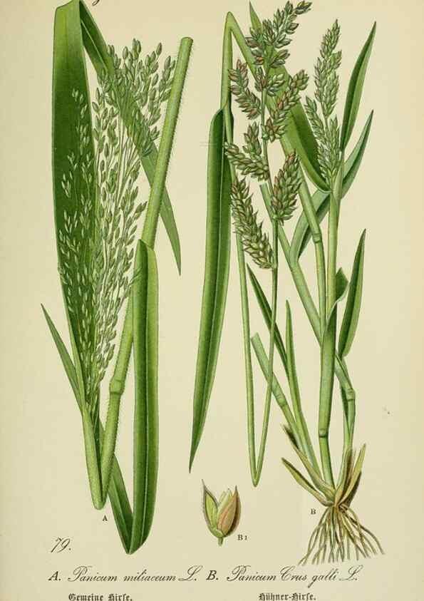 Reproducción/Reproduction 7845335382: Flora von Deutschland, Österreich und der Schweiz.. Gera,Zezschwitz,1903-