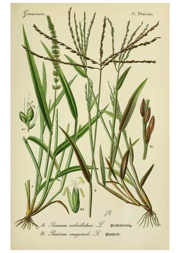 Reproducción/Reproduction 7845334044: Flora von Deutschland, Österreich und der Schweiz.. Gera,Zezschwitz,1903-