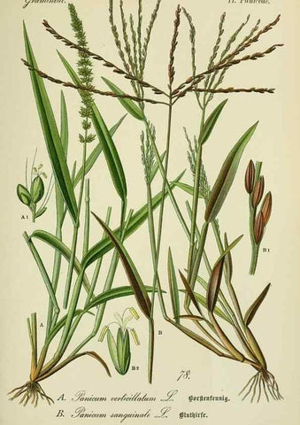 Reproducción/Reproduction 7845334044: Flora von Deutschland, Österreich und der Schweiz.. Gera,Zezschwitz,1903-