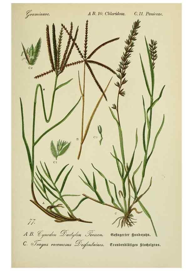 Reproducción/Reproduction 7845332744: Flora von Deutschland, Österreich und der Schweiz.. Gera,Zezschwitz,1903-