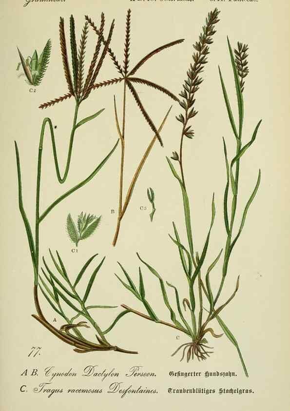 Reproducción/Reproduction 7845332744: Flora von Deutschland, Österreich und der Schweiz.. Gera,Zezschwitz,1903-