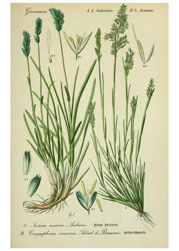 Reproducción/Reproduction 7845310830: Flora von Deutschland, Österreich und der Schweiz.. Gera,Zezschwitz,1903-