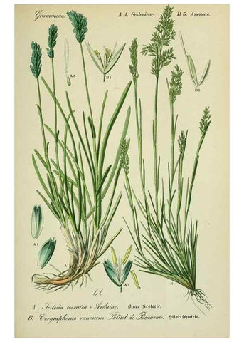Reproducción/Reproduction 7845310830: Flora von Deutschland, Österreich und der Schweiz.. Gera,Zezschwitz,1903-