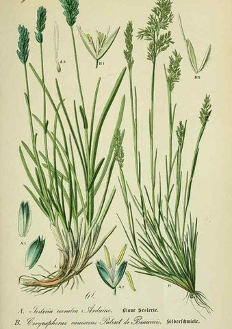 Reproducción/Reproduction 7845310830: Flora von Deutschland, Österreich und der Schweiz.. Gera,Zezschwitz,1903-