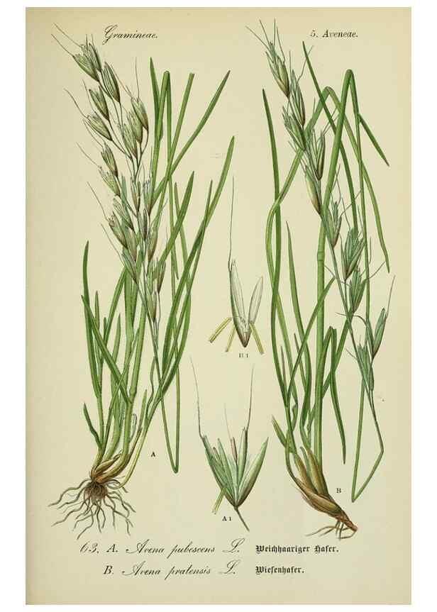 Reproducción/Reproduction 7845313686: Flora von Deutschland, Österreich und der Schweiz.. Gera,Zezschwitz,1903-
