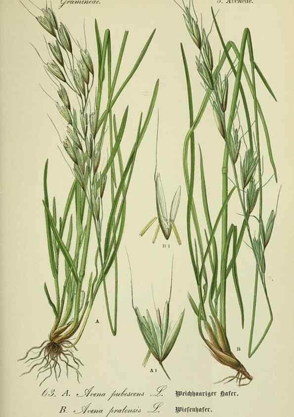 Reproducción/Reproduction 7845313686: Flora von Deutschland, Österreich und der Schweiz.. Gera,Zezschwitz,1903-