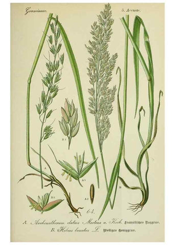 Reproducción/Reproduction 7845314958: Flora von Deutschland, Österreich und der Schweiz.. Gera,Zezschwitz,1903-