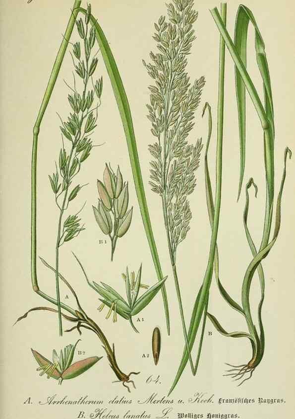 Reproducción/Reproduction 7845314958: Flora von Deutschland, Österreich und der Schweiz.. Gera,Zezschwitz,1903-