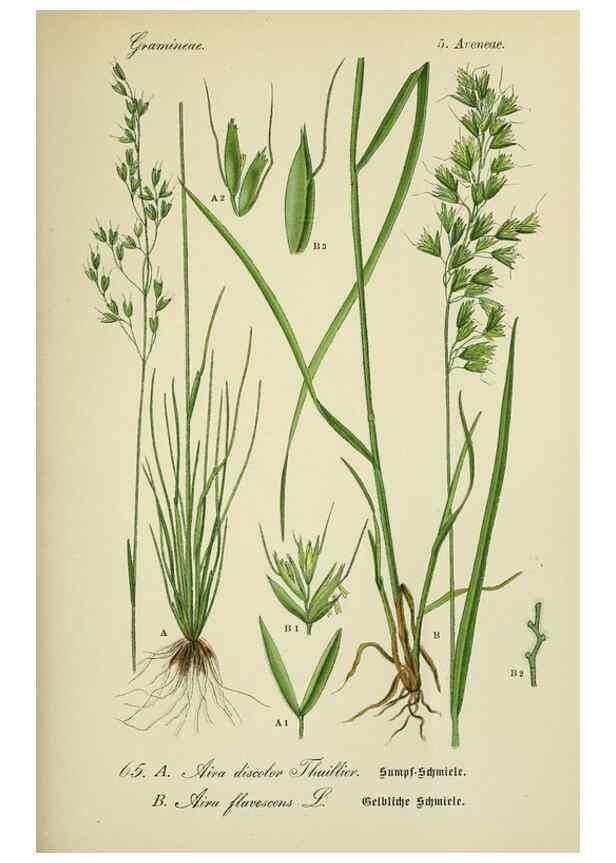Reproducción/Reproduction 7845316196: Flora von Deutschland, Österreich und der Schweiz.. Gera,Zezschwitz,1903-
