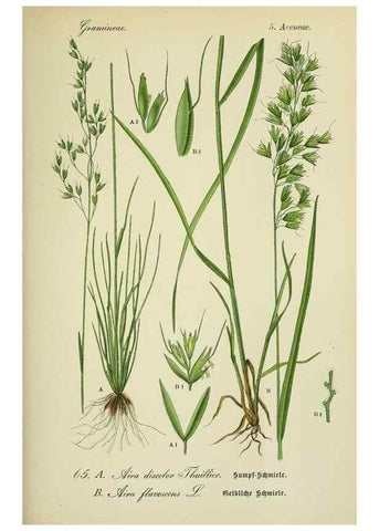 Reproducción/Reproduction 7845316196: Flora von Deutschland, Österreich und der Schweiz.. Gera,Zezschwitz,1903-