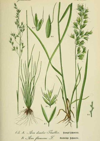 Reproducción/Reproduction 7845316196: Flora von Deutschland, Österreich und der Schweiz.. Gera,Zezschwitz,1903-