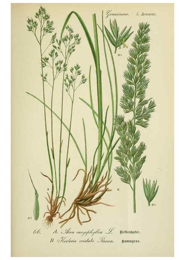 Reproducción/Reproduction 7845317688: Flora von Deutschland, Österreich und der Schweiz.. Gera,Zezschwitz,1903-