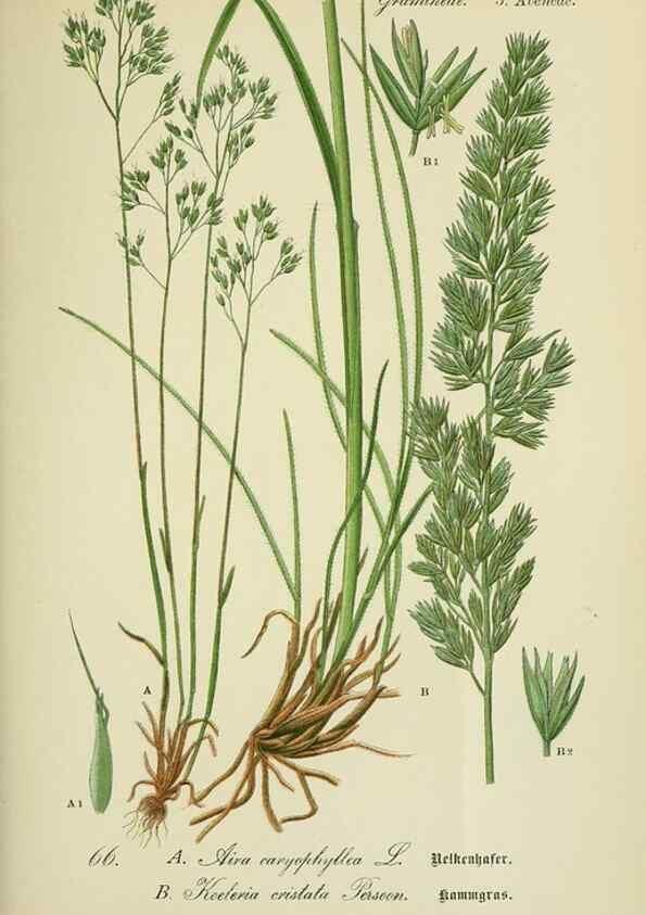 Reproducción/Reproduction 7845317688: Flora von Deutschland, Österreich und der Schweiz.. Gera,Zezschwitz,1903-