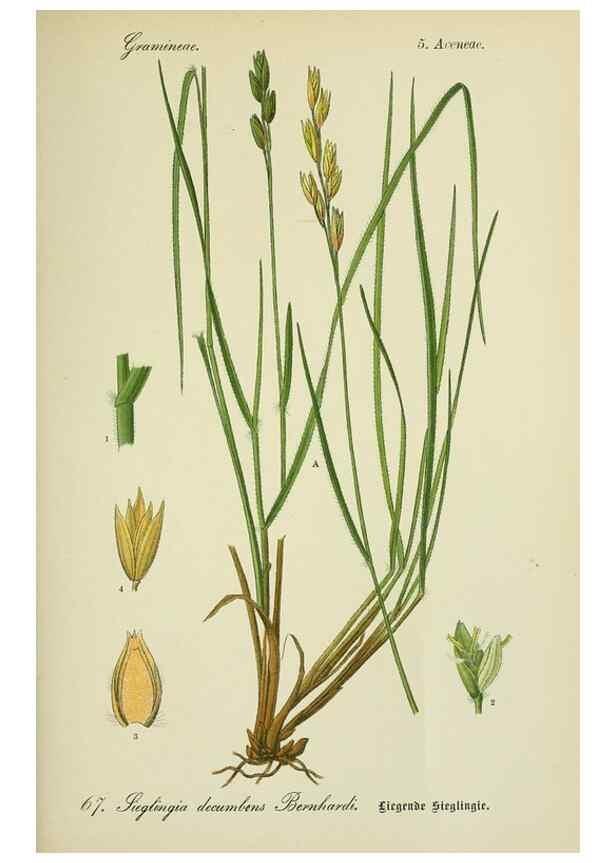 Reproducción/Reproduction 7845318958: Flora von Deutschland, Österreich und der Schweiz.. Gera,Zezschwitz,1903-