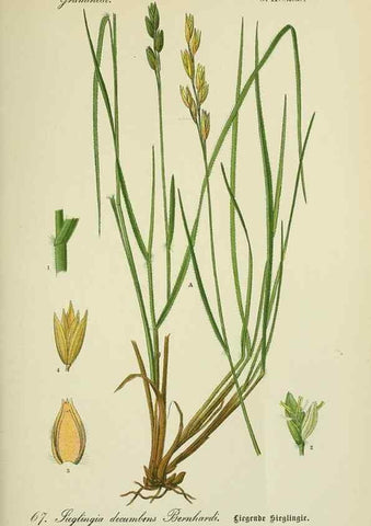 Reproducción/Reproduction 7845318958: Flora von Deutschland, Österreich und der Schweiz.. Gera,Zezschwitz,1903-