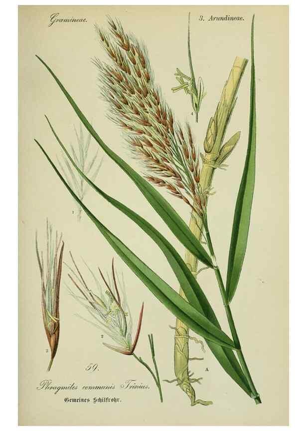 Reproducción/Reproduction 7845308048: Flora von Deutschland, Österreich und der Schweiz.. Gera,Zezschwitz,1903-