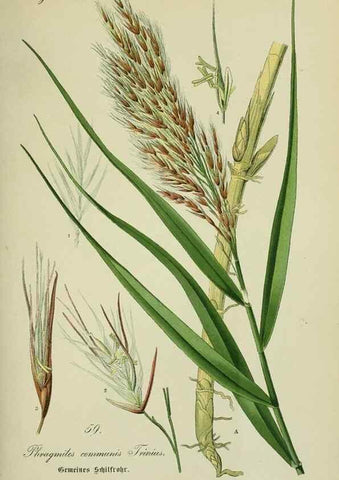 Reproducción/Reproduction 7845308048: Flora von Deutschland, Österreich und der Schweiz.. Gera,Zezschwitz,1903-