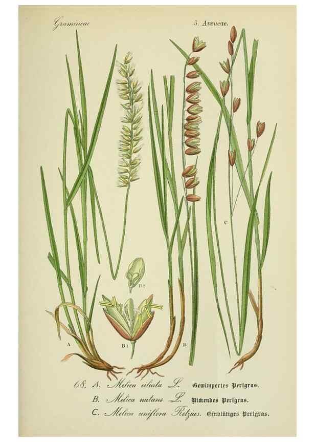 Reproducción/Reproduction 7845320168: Flora von Deutschland, Österreich und der Schweiz.. Gera,Zezschwitz,1903-