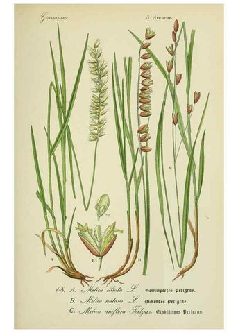 Reproducción/Reproduction 7845320168: Flora von Deutschland, Österreich und der Schweiz.. Gera,Zezschwitz,1903-