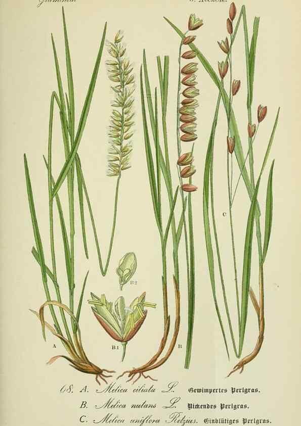 Reproducción/Reproduction 7845320168: Flora von Deutschland, Österreich und der Schweiz.. Gera,Zezschwitz,1903-