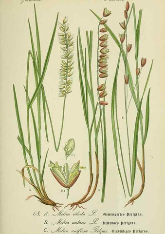 Reproducción/Reproduction 7845320168: Flora von Deutschland, Österreich und der Schweiz.. Gera,Zezschwitz,1903-
