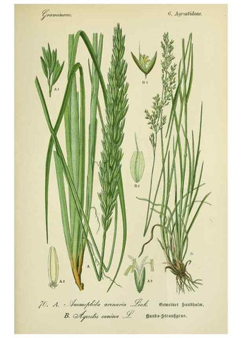 Reproducción/Reproduction 7845323272: Flora von Deutschland, Österreich und der Schweiz.. Gera,Zezschwitz,1903-