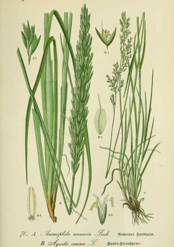 Reproducción/Reproduction 7845323272: Flora von Deutschland, Österreich und der Schweiz.. Gera,Zezschwitz,1903-