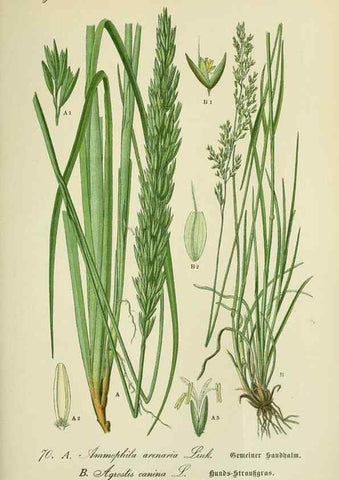 Reproducción/Reproduction 7845323272: Flora von Deutschland, Österreich und der Schweiz.. Gera,Zezschwitz,1903-