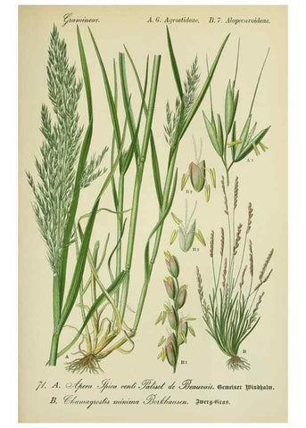 Reproducción/Reproduction 7845324484: Flora von Deutschland, Österreich und der Schweiz.. Gera,Zezschwitz,1903-