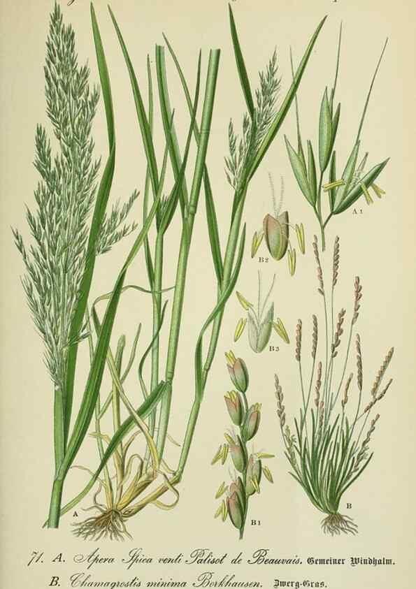 Reproducción/Reproduction 7845324484: Flora von Deutschland, Österreich und der Schweiz.. Gera,Zezschwitz,1903-