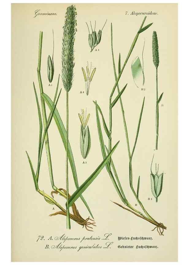 Reproducción/Reproduction 7845325810: Flora von Deutschland, Österreich und der Schweiz.. Gera,Zezschwitz,1903-