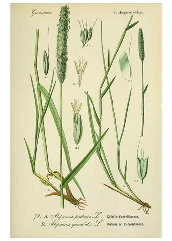 Reproducción/Reproduction 7845325810: Flora von Deutschland, Österreich und der Schweiz.. Gera,Zezschwitz,1903-