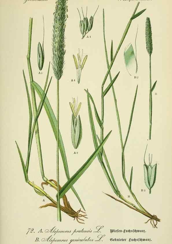 Reproducción/Reproduction 7845325810: Flora von Deutschland, Österreich und der Schweiz.. Gera,Zezschwitz,1903-