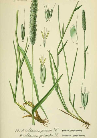 Reproducción/Reproduction 7845325810: Flora von Deutschland, Österreich und der Schweiz.. Gera,Zezschwitz,1903-