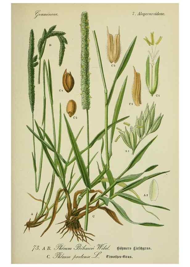 Reproducción/Reproduction 7845327234: Flora von Deutschland, Österreich und der Schweiz.. Gera,Zezschwitz,1903-