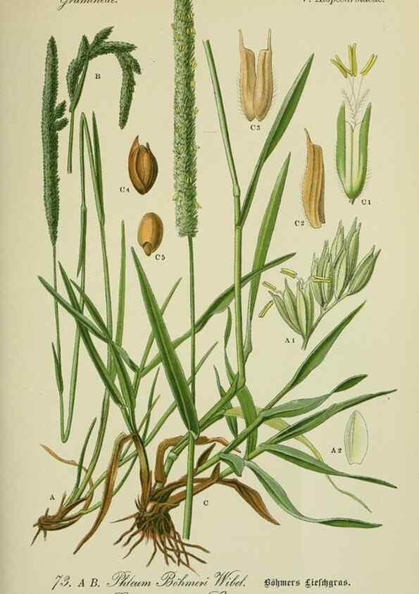 Reproducción/Reproduction 7845327234: Flora von Deutschland, Österreich und der Schweiz.. Gera,Zezschwitz,1903-