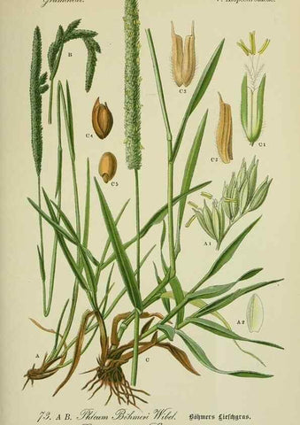 Reproducción/Reproduction 7845327234: Flora von Deutschland, Österreich und der Schweiz.. Gera,Zezschwitz,1903-