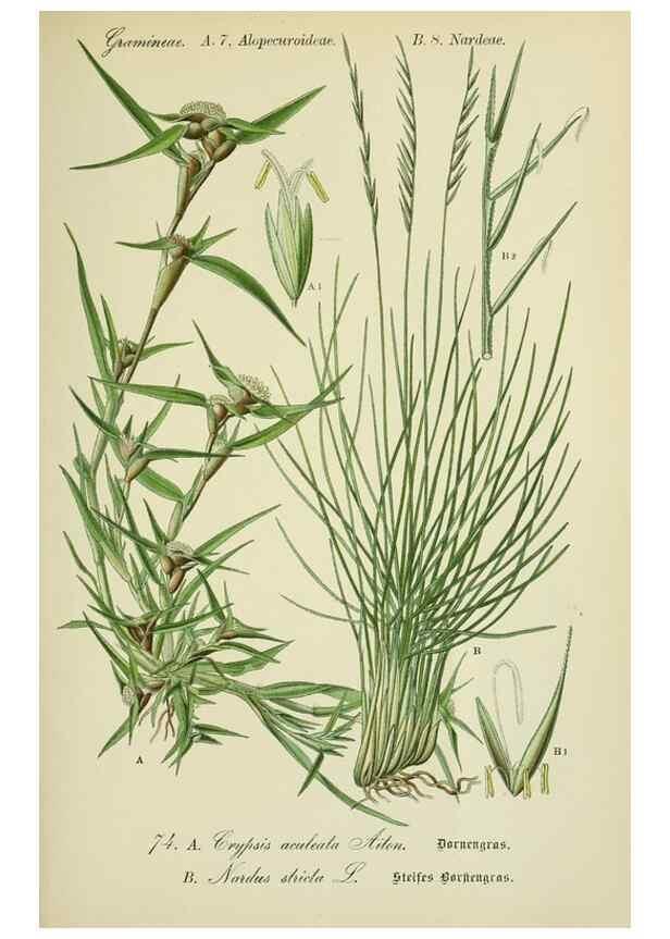 Reproducción/Reproduction 7845328652: Flora von Deutschland, Österreich und der Schweiz.. Gera,Zezschwitz,1903-