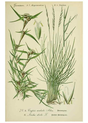 Reproducción/Reproduction 7845328652: Flora von Deutschland, Österreich und der Schweiz.. Gera,Zezschwitz,1903-