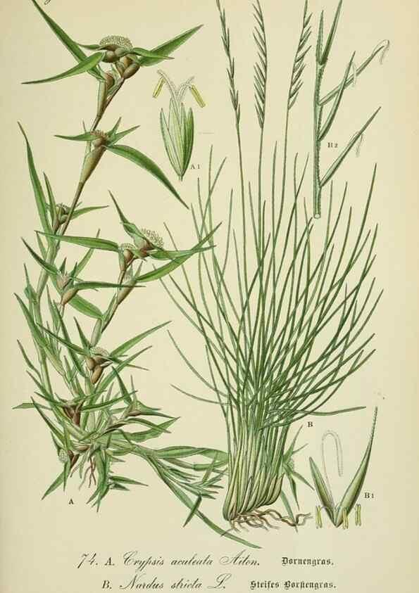 Reproducción/Reproduction 7845328652: Flora von Deutschland, Österreich und der Schweiz.. Gera,Zezschwitz,1903-
