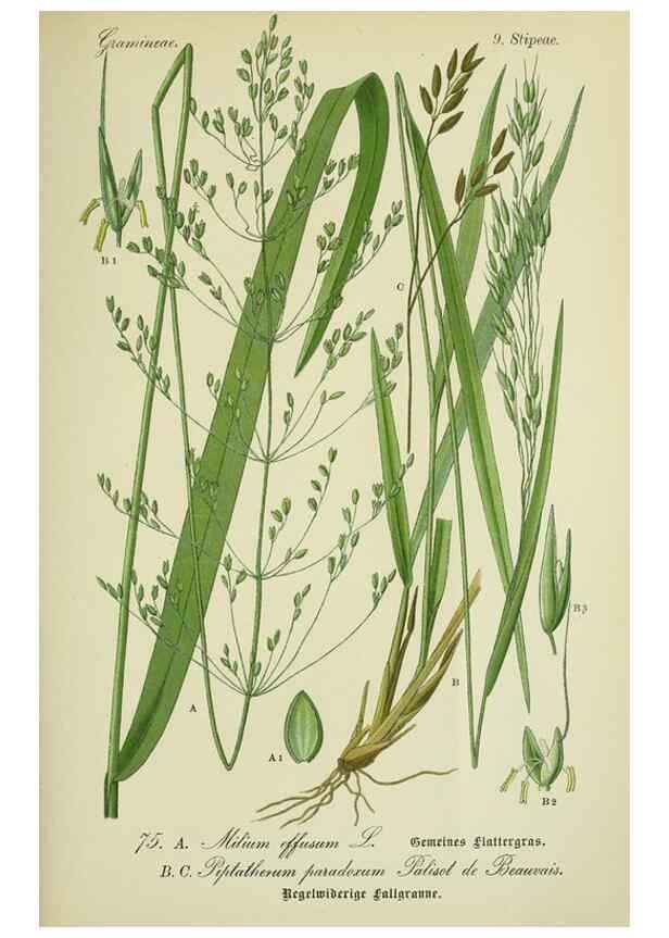 Reproducción/Reproduction 7845329884: Flora von Deutschland, Österreich und der Schweiz.. Gera,Zezschwitz,1903-