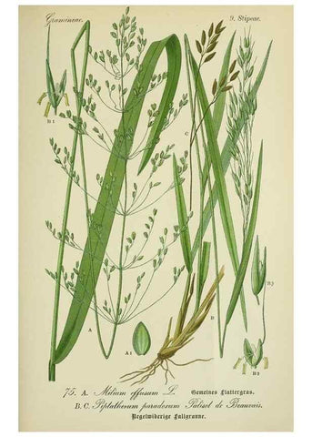 Reproducción/Reproduction 7845329884: Flora von Deutschland, Österreich und der Schweiz.. Gera,Zezschwitz,1903-