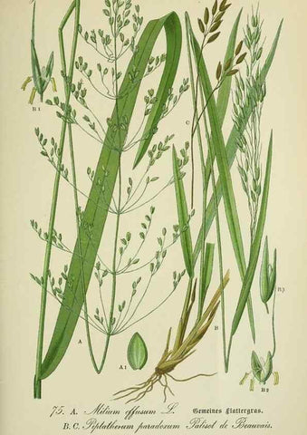 Reproducción/Reproduction 7845329884: Flora von Deutschland, Österreich und der Schweiz.. Gera,Zezschwitz,1903-