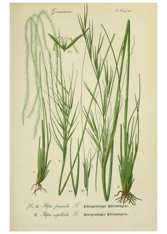 Reproducción/Reproduction 7845331206: Flora von Deutschland, Österreich und der Schweiz.. Gera,Zezschwitz,1903-