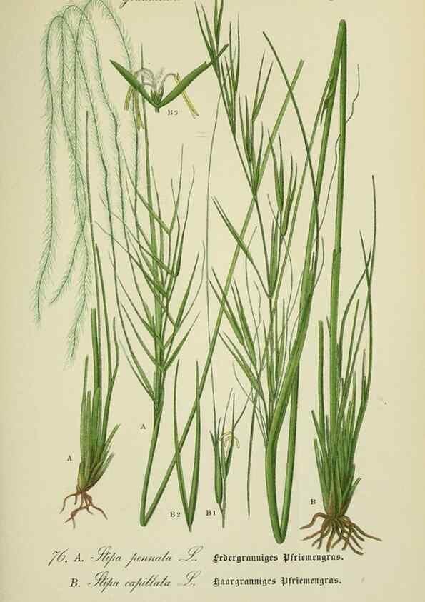 Reproducción/Reproduction 7845331206: Flora von Deutschland, Österreich und der Schweiz.. Gera,Zezschwitz,1903-