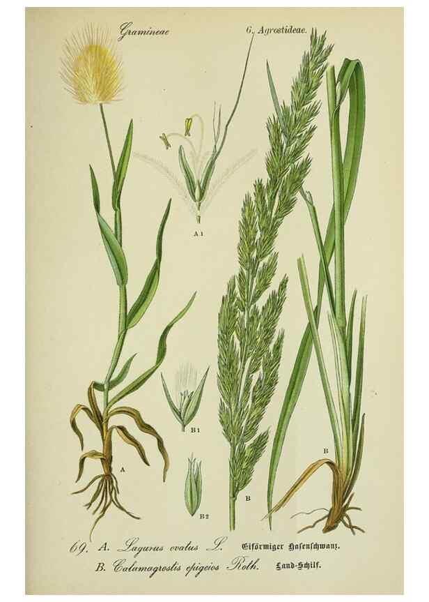 Reproducción/Reproduction 7845321654: Flora von Deutschland, Österreich und der Schweiz.. Gera,Zezschwitz,1903-