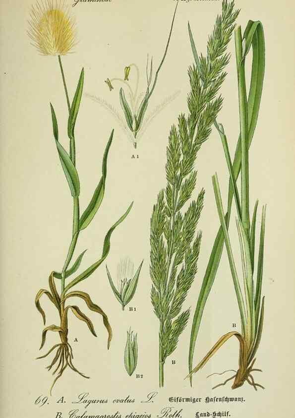 Reproducción/Reproduction 7845321654: Flora von Deutschland, Österreich und der Schweiz.. Gera,Zezschwitz,1903-